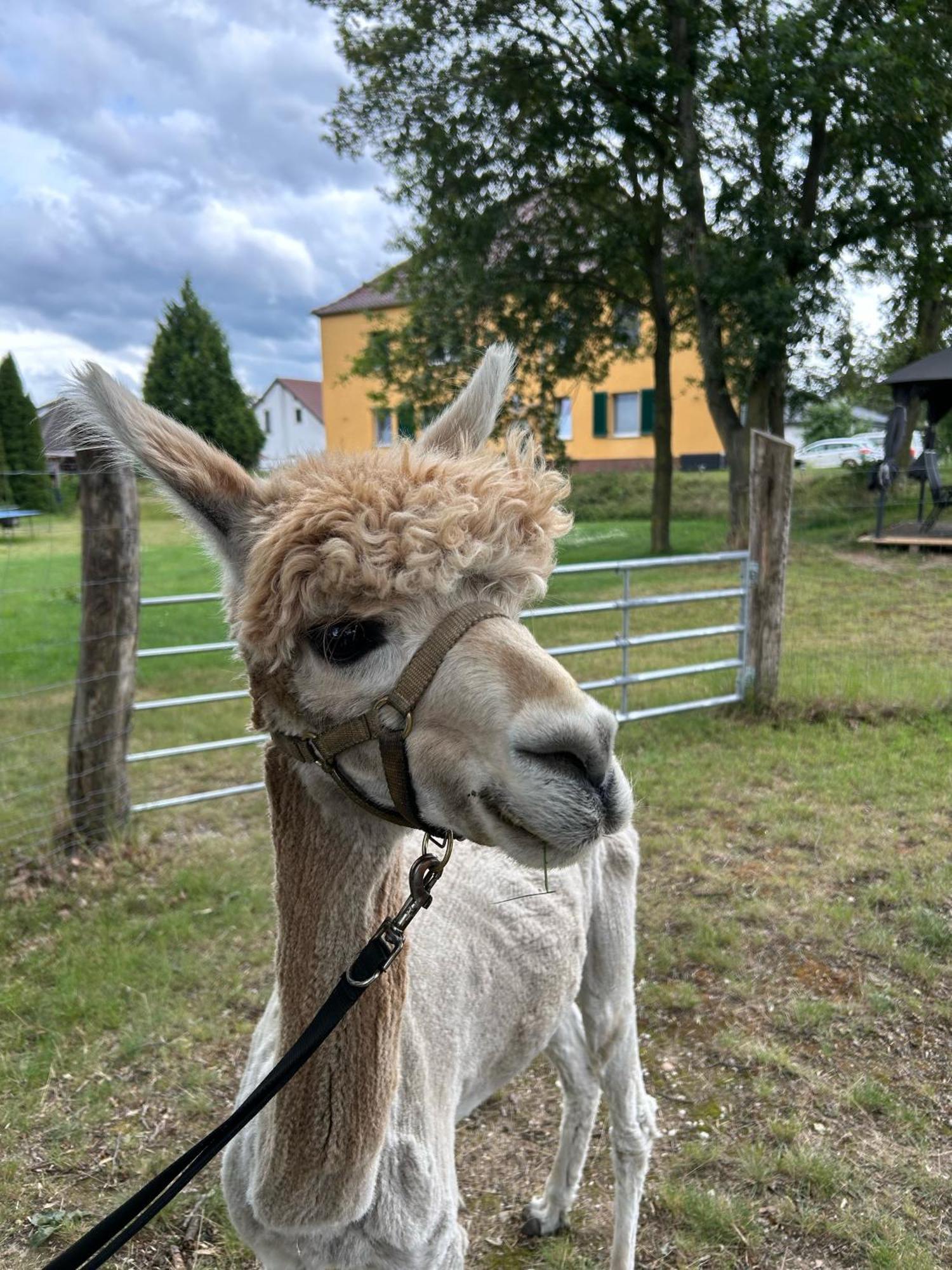 Gelbes Haus Seenland Ferienwohnungen Xl Elsterheide Luaran gambar