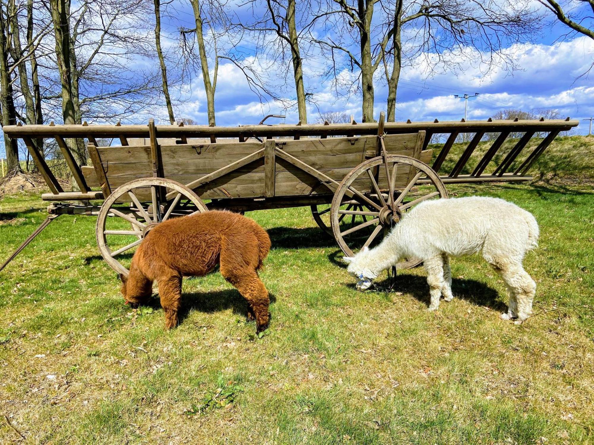 Gelbes Haus Seenland Ferienwohnungen Xl Elsterheide Luaran gambar